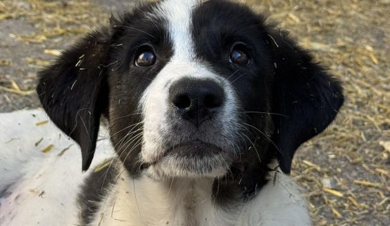 Molly-Ava