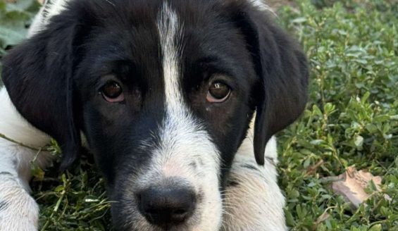 Morty-Ava